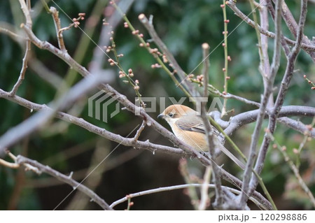 鳴き真似上手からついた名前が百舌 120298886
