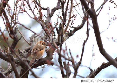 地名にも使われる身近な存在の百舌 120298887