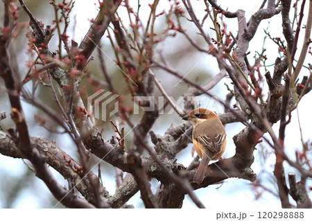 樹上より舞い降りて小動物を捕食するモズ 120298888