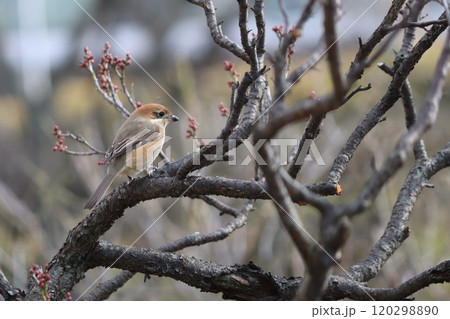 単独で生活することが多い百舌鳥 単独で生活することが多い百舌鳥 120298890