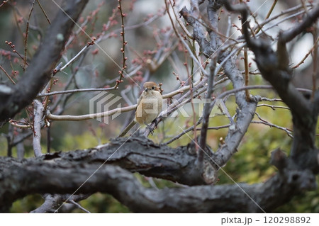 農作業の目安にも使われる百舌の高鳴き七十五日 120298892
