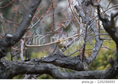 かわいくても百舌は小型の猛禽類 120298893