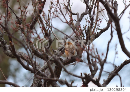 後ろ姿もかわいい梅林の中の百舌 後ろ姿もかわいい梅林の中の百舌 120298894