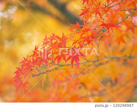 鮮やかなモミジの紅葉 120298987