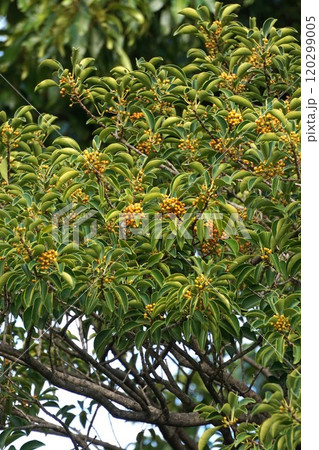 黄色いクロガネモチの実・2024年10月 120299005