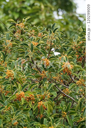 黄色いクロガネモチの実・2024年10月 120299009