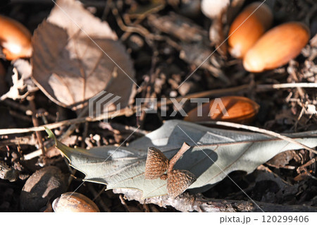 落ち葉の上のドングリの帽子 落ち葉の上のドングリの帽子 120299406