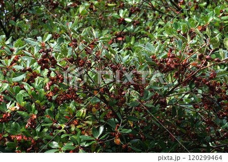 モッコクの熟した実・2024年10月 120299464