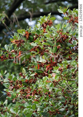 モッコクの熟した実・2024年10月 120299466