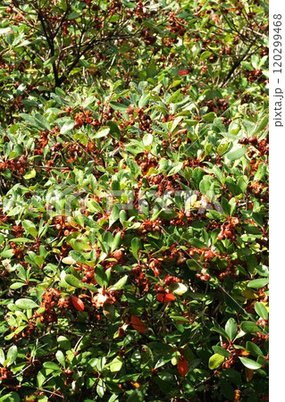 モッコクの熟した実・2024年10月 120299468