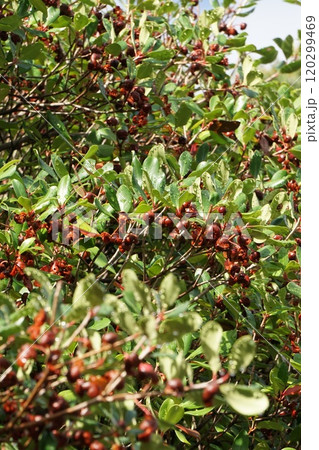 モッコクの熟した実・2024年10月 120299469