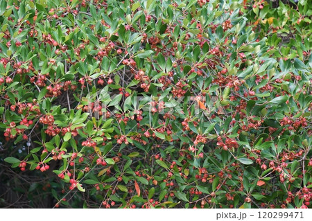 モッコクの熟した実・2024年10月 120299471