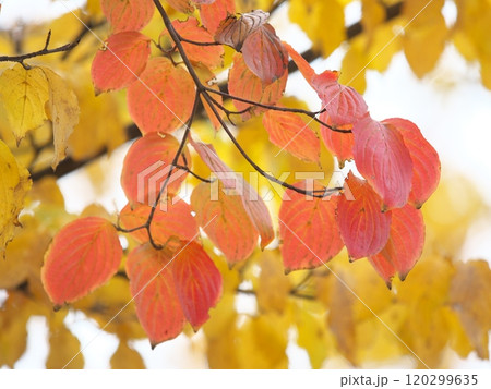 黄色い葉をバックにしたハナミズキの紅葉 120299635