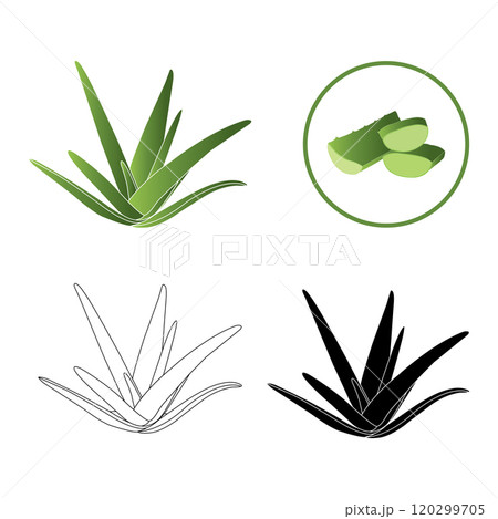 Aloe vera icon icon 120299705