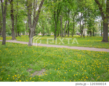 【ウクライナ】チェルニヒウ市街地の公園の森の中の芝に咲く黄色いたんぽぽ 120300014