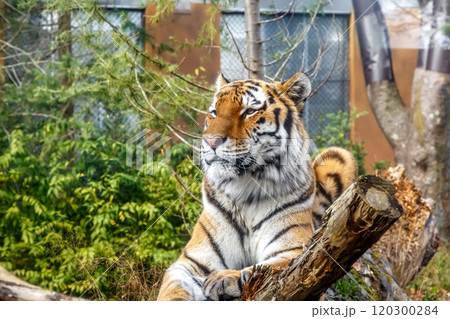 四肢内側は意外に白い猛獣トラだが、ネコに似てかわいい顔だち 四肢内側は意外に白い猛獣トラだが、ネコに似てかわいい顔だち 120300284