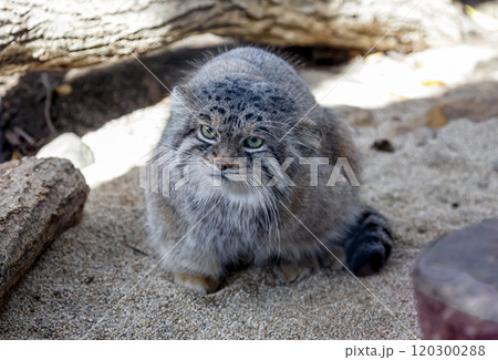 目の端から頬に黒色の縞が特長のマヌルネコ 、別名モウコヤマネコ 120300288