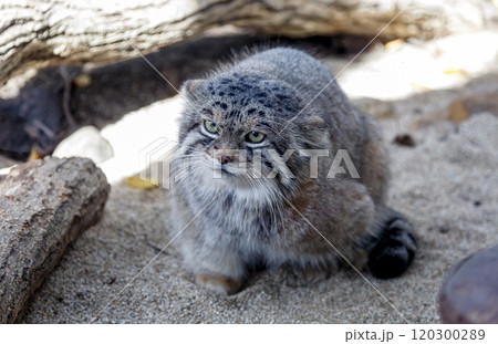 目の端から頬に黒色の縞が特長のマヌルネコ 、別名モウコヤマネコ 120300289