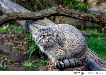 目の端から頬に黒色の縞が特長のマヌルネコ 、別名モウコヤマネコ 120300317