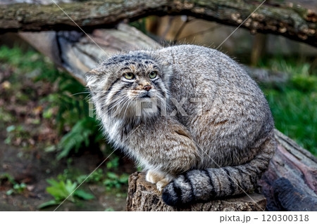 目の端から頬に黒色の縞が特長のマヌルネコ 、別名モウコヤマネコ 120300318