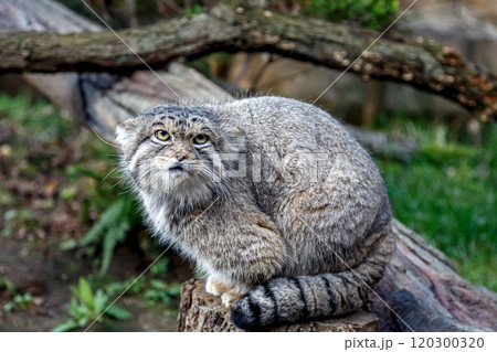 目の端から頬に黒色の縞が特長のマヌルネコ 、別名モウコヤマネコ 120300320
