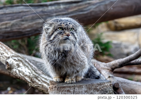 目の端から頬に黒色の縞が特長のマヌルネコ 、別名モウコヤマネコ 120300325
