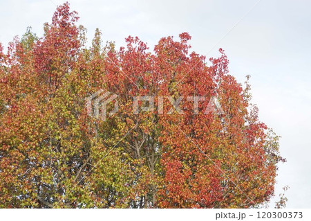 アメリカフウの紅葉・2024年11月 120300373