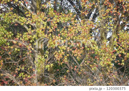 アメリカフウの紅葉・2024年11月 アメリカフウの紅葉・2024年11月 120300375