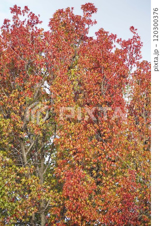 アメリカフウの紅葉・2024年11月 アメリカフウの紅葉・2024年11月 120300376