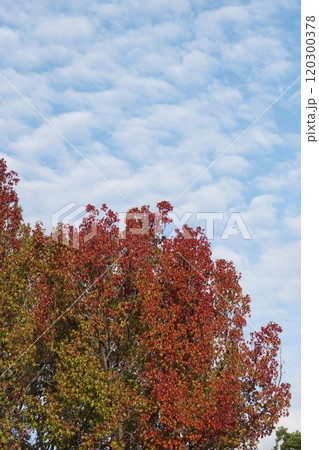 アメリカフウの紅葉・2024年11月 120300378