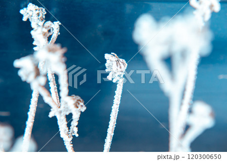 close-up of frozen grass with hoarfrost on blue background 120300650