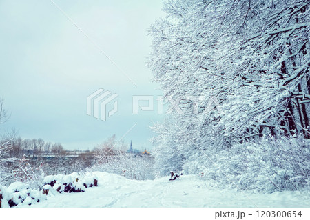 winter forest landscape with snow. place for text 120300654