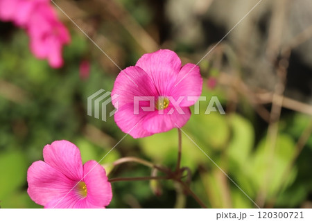 秋の庭に咲くピンク色のハナカタバミの花 秋の庭に咲くピンク色のハナカタバミの花 120300721