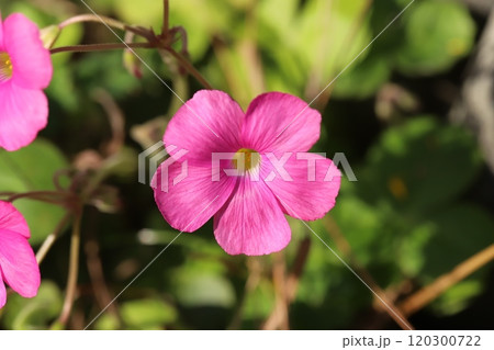 秋の庭に咲くピンク色のハナカタバミの花 秋の庭に咲くピンク色のハナカタバミの花 120300722
