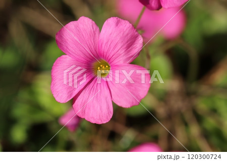 秋の庭に咲くピンク色のハナカタバミの花 120300724