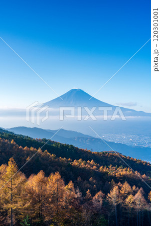【山梨県】カラマツの黄葉、雲海と富士山 【山梨県】カラマツの黄葉、雲海と富士山 120301001