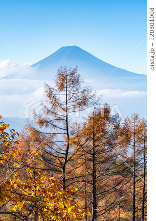 【山梨県】カラマツの黄葉、雲海と富士山 120301008