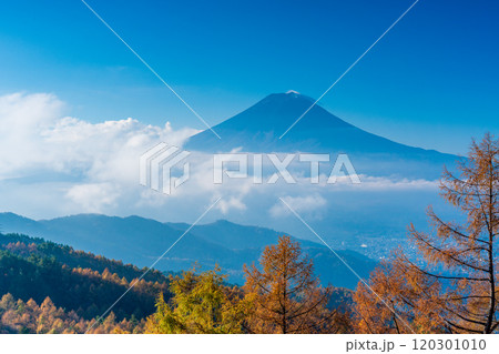 【山梨県】カラマツの黄葉、雲海と富士山 【山梨県】カラマツの黄葉、雲海と富士山 120301010