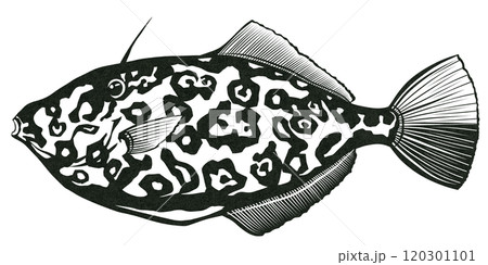 海水魚ウスバハギのシンプル白黒切り絵イラスト 120301101