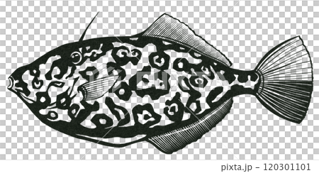海水魚ウスバハギのシンプル白黒切り絵イラスト 120301101