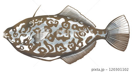 大型海水魚のウスバハギの切り絵イラスト 120301102