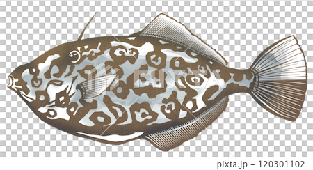 大型海水魚のウスバハギの切り絵イラスト 120301102