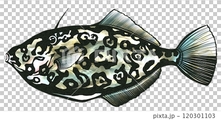 カワハギと同じく調理しても美味しいウスバハギの切り絵イラスト 120301103