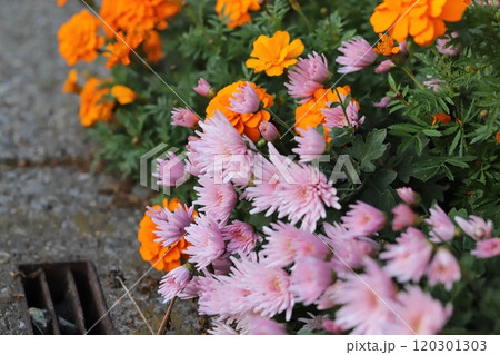秋の庭に咲くピンク色のスプレーギクの花とオレンジ色のマリーゴールドの花 120301303