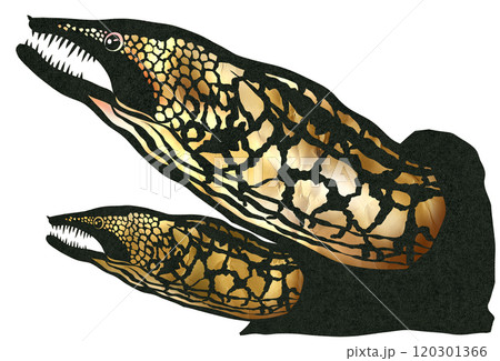 食べると美味しい海水魚ウツボの切り絵イラスト 食べると美味しい海水魚ウツボの切り絵イラスト 120301366