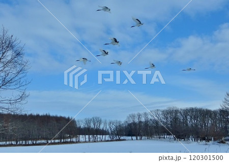 鶴居村下雪裡の朝　餌場へ飛ぶ 丹頂鶴　 120301500