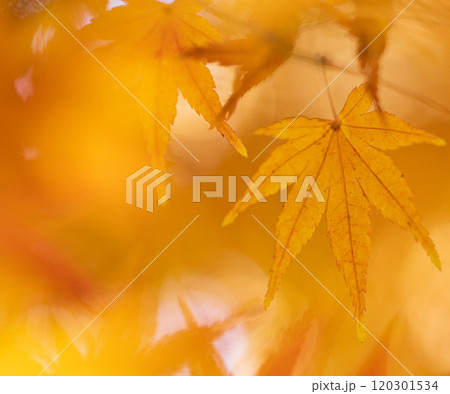 オレンジ色に紅葉したもみじの葉のクローズアップ 120301534