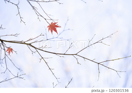 僅かに数枚だけ枝の上に残った赤色に紅葉したもみじの葉と空 120301536