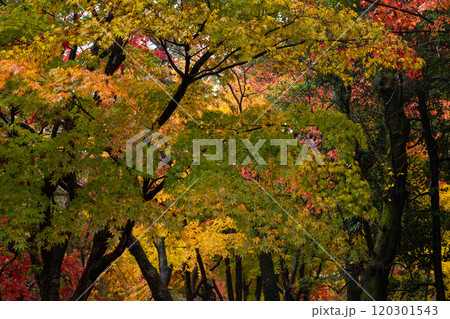 赤色や黄色や緑色やオレンジ色に紅葉したもみじの林 120301543