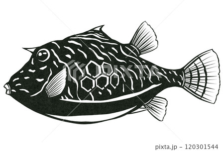 観賞魚ハコフグの切り絵貼り絵塗り絵にピッタリ図案 120301544